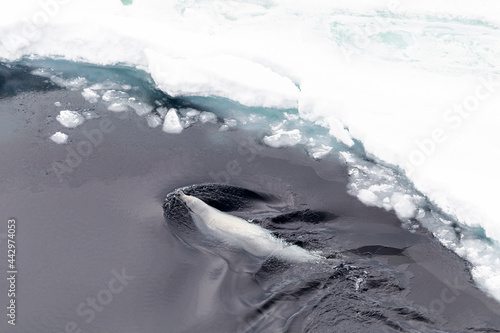 Antarctica Snow Hill. A crabeater seal patrols the edge of the ice pack. photo