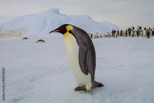 Antarctica Snow Hill. A single adult emperor penguin stands in front of the colony.