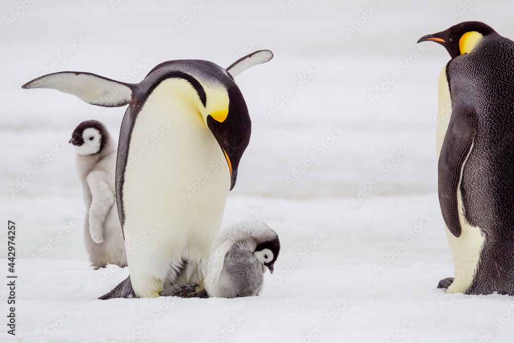 Obraz premium Antarctica Snow Hill. A very small chick has left feet and the warmth of the adult.