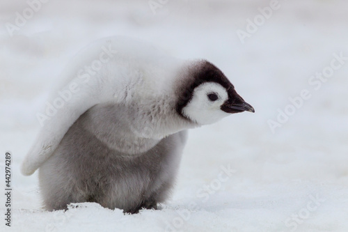 Antarctica Snow Hill. Portrait of a penguin chick.