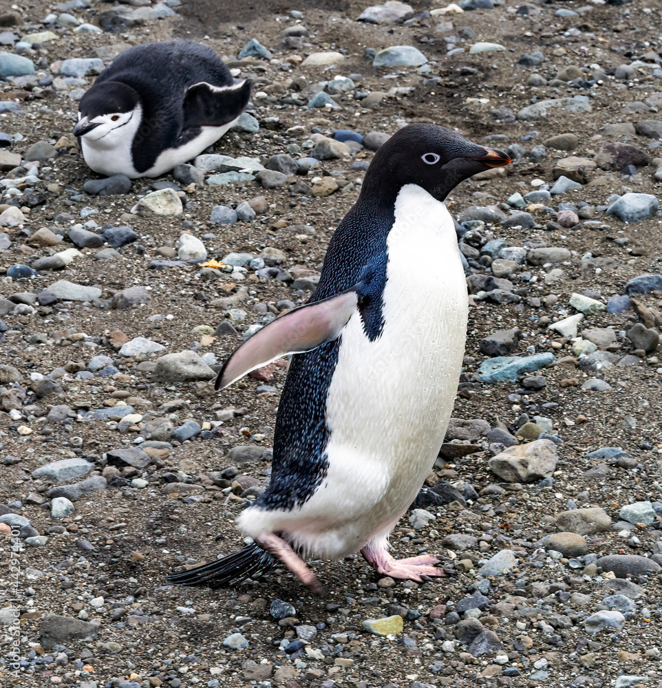 Fototapeta premium Adelie Penguin and Chinstrap Penguin in Frei Station South Shetland Islands Antarctica