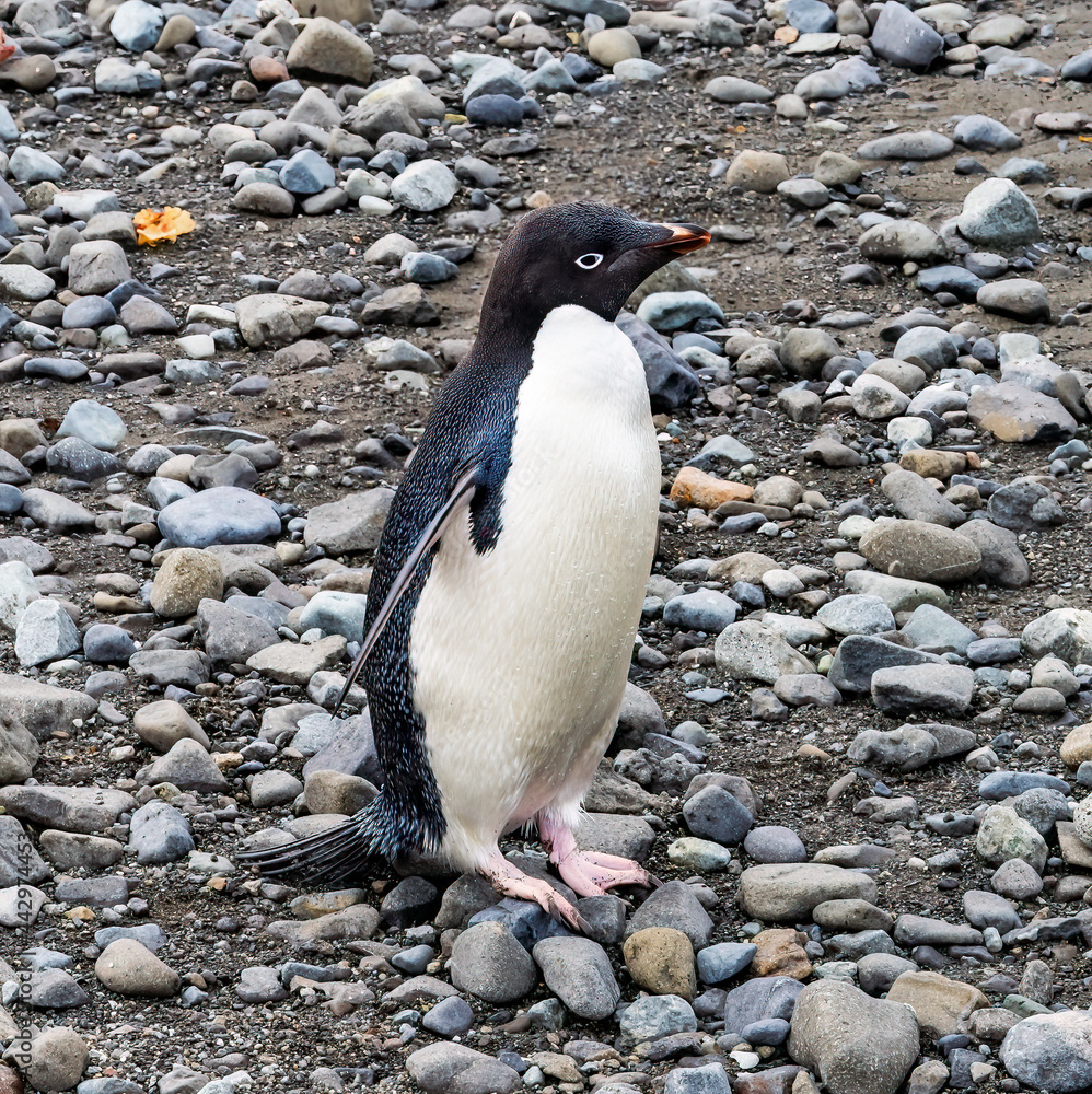 Obraz premium Adelie Penguin in Frei Station South Shetland Islands Antarctica