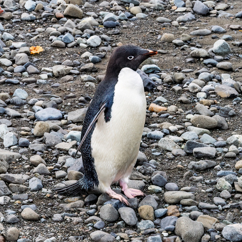 Adelie Penguin in Frei Station South Shetland Islands Antarctica