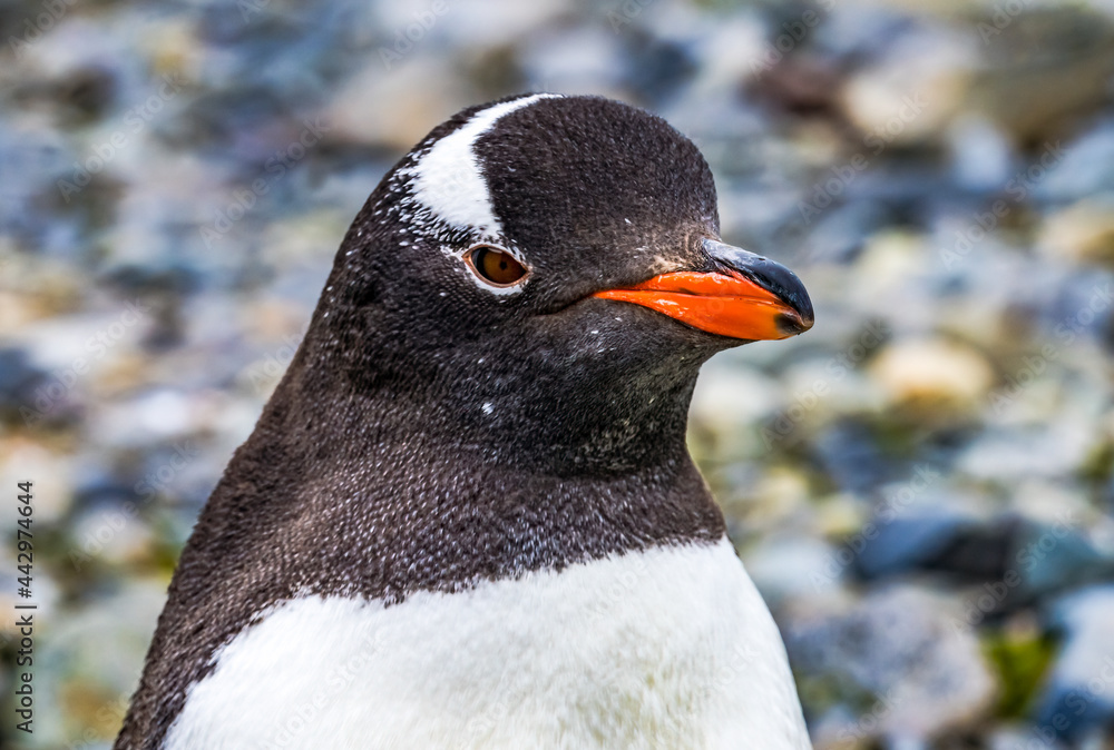 Naklejka premium Gentoo Penguin Yankee Harbor Greenwich Island Antarctica.