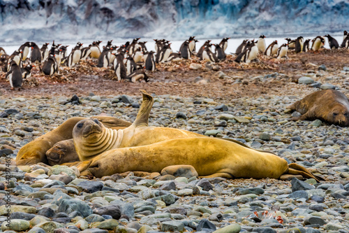 Southern elephant seals and Gentoo Penguin rookery Yankee Harbor Greenwich Island Antarctica. photo