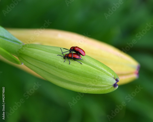 Two small red beetles are mating on a closed lily flower bud on a blurry background. The bugs are one on top of the other.