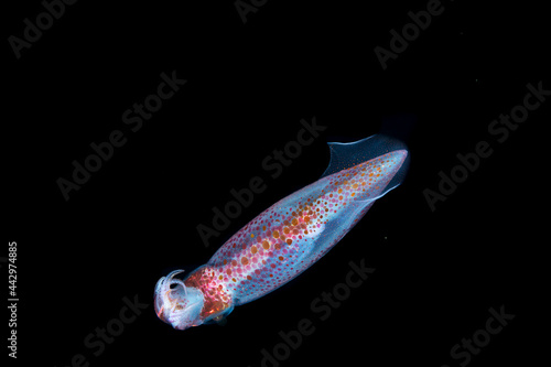 Transparent Red squid with lot of vivid spots in deep ocean in night photo