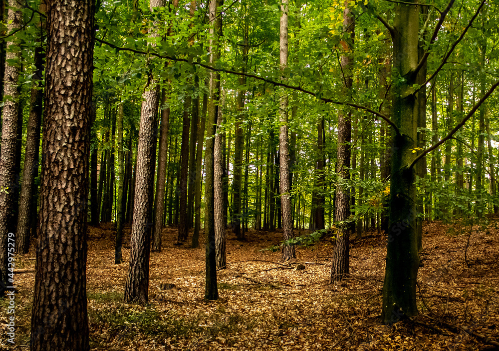 spring forest spring forest