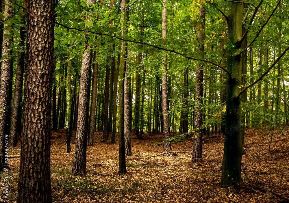 spring forest