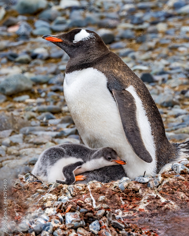 Naklejka premium Gentoo Penguin family and chick Yankee Harbor Greenwich Island Antarctica.