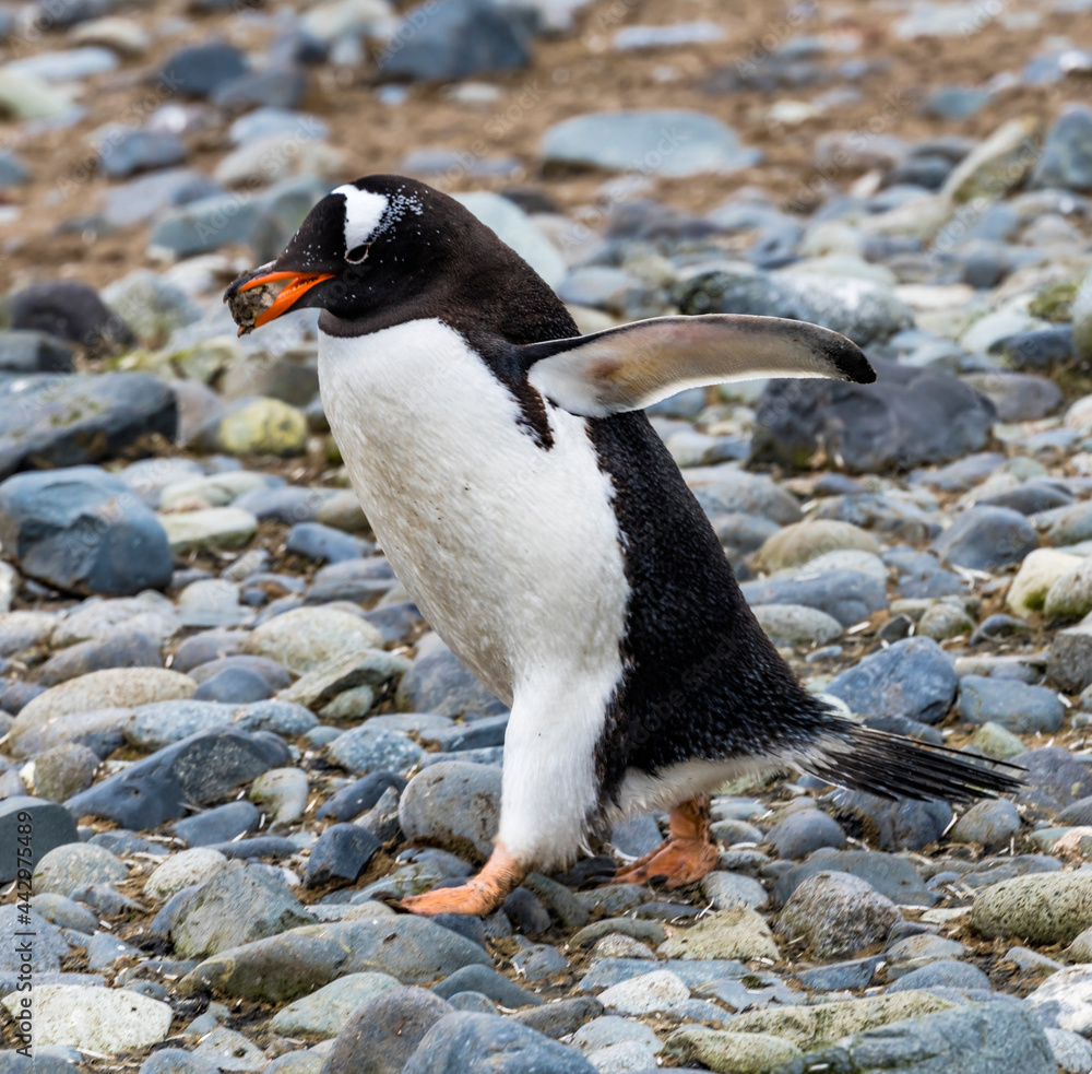 Fototapeta premium Gentoo Penguin running Yankee Harbor Greenwich Island Antarctica.