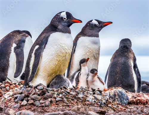 Gentoo Penguin family and chicks Yankee Harbor Greenwich Island Antarctica.