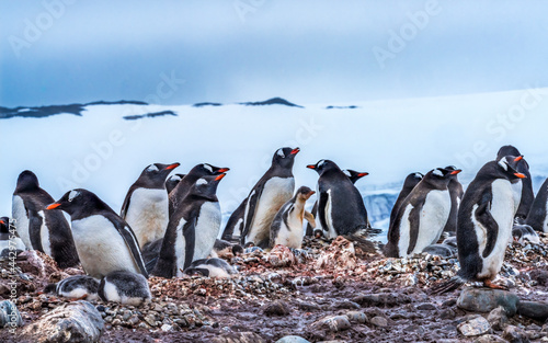 Gentoo Penguin rookery Yankee Harbor Greenwich Island Antarctica. photo