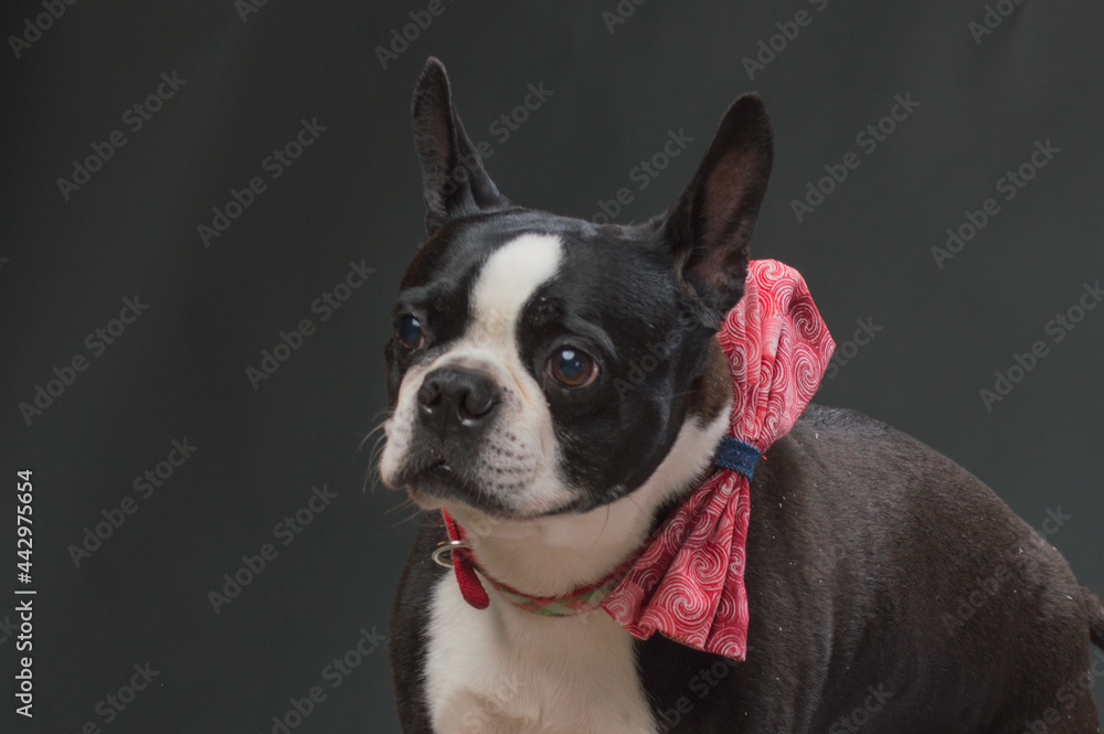 Small dog with large bow tie Small dog with large bow tie