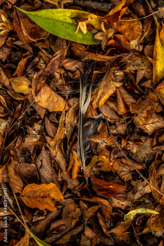 feather on autumn leaves