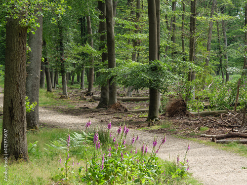 Fototapeta Naklejka Na Ścianę i Meble -  Wald in Diersfordt am Niederrhein