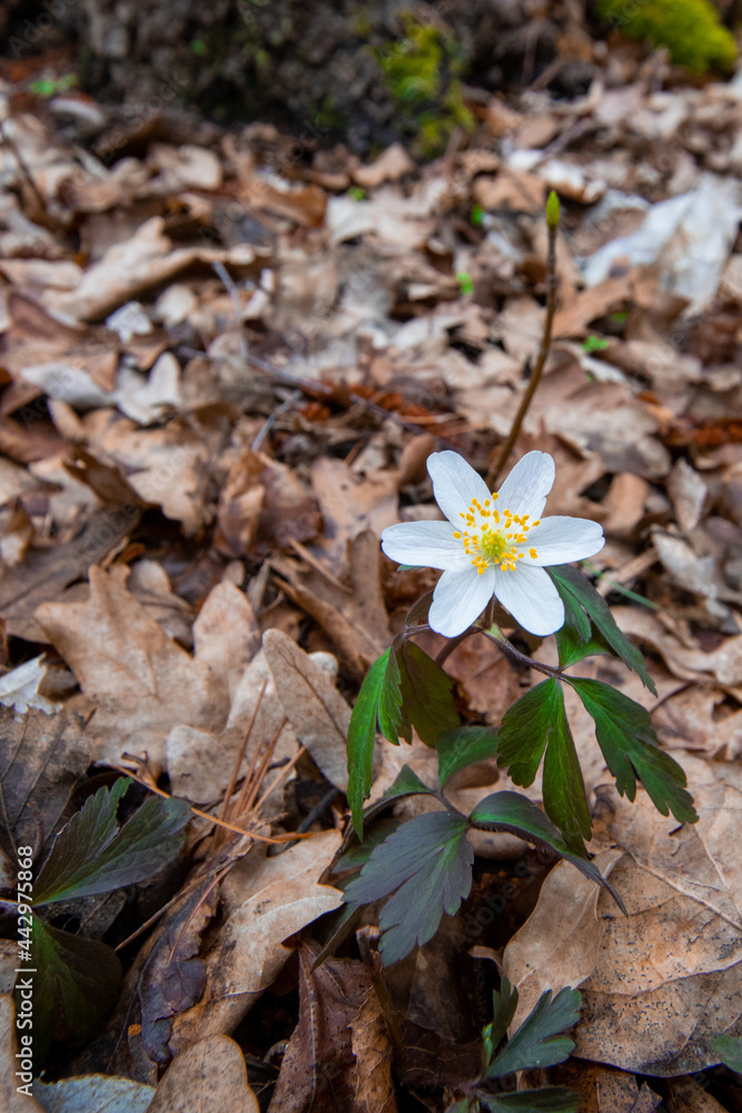 flowers in the forest (Brandenburg, Germany) flowers in the forest (Brandenburg, Germany)