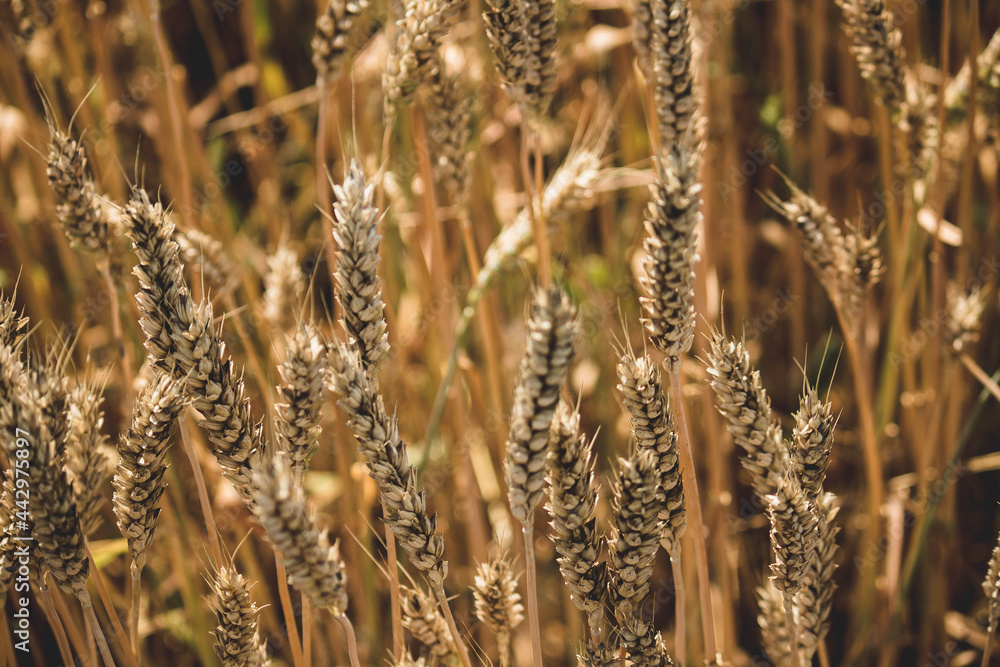 Fototapeta premium Useful wheat, harvest time in the field, beginning of bread