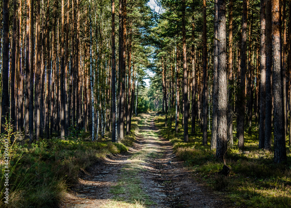 Fototapeta premium Beautiful forest with road between trees