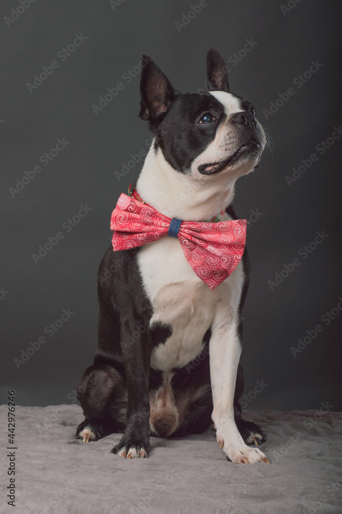 Small dog with large bow tie Small dog with large bow tie