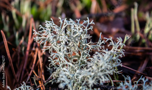 cup lichen cladonia moss chocianow photo