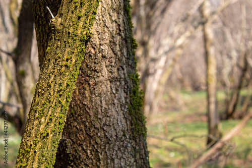 Fototapeta Naklejka Na Ścianę i Meble -  trees wiith moss beautiful forest