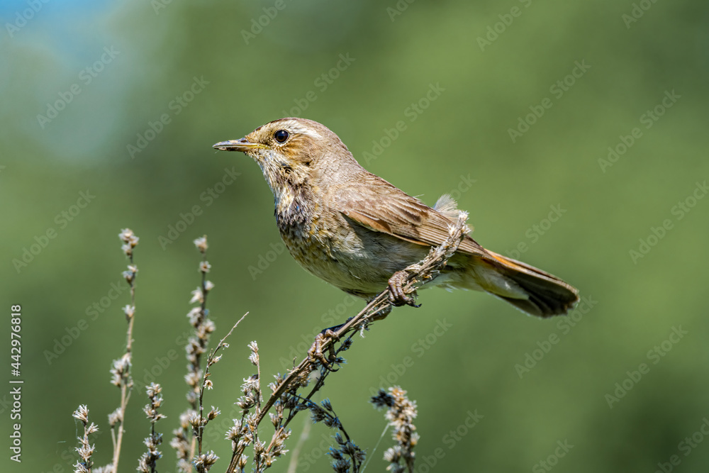 Fototapeta premium Bluethroat (Luscinia svecica) female in meadow, Central Russia