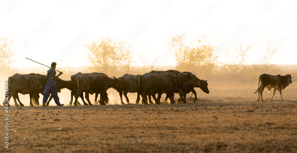 India Gujarat Bhuj Great Rann of Kutch. A herder drives his water buffalo and cattle home through the dusty plain at sunset. India Gujarat Bhuj Great Rann of Kutch. A herder drives his water buffalo and cattle home through the dusty plain at sunset.