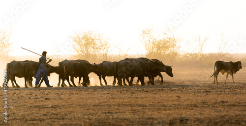 Fototapeta Naklejka Na Ścianę i Meble -  India Gujarat Bhuj Great Rann of Kutch. A herder drives his water buffalo and cattle home through the dusty plain at sunset.