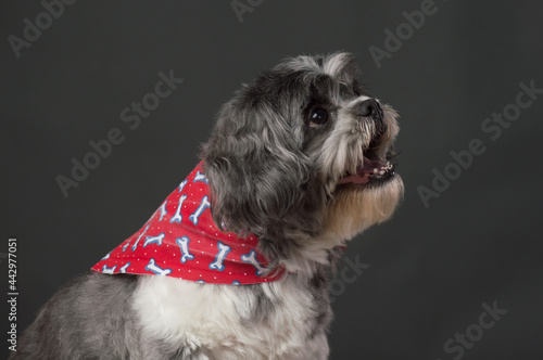 Small dog with red scarf