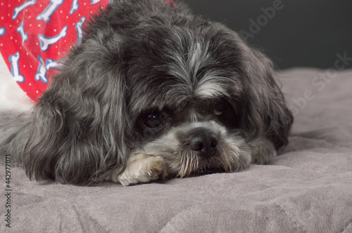 Small dog with red scarf