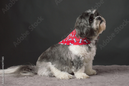 Small dog with red scarf