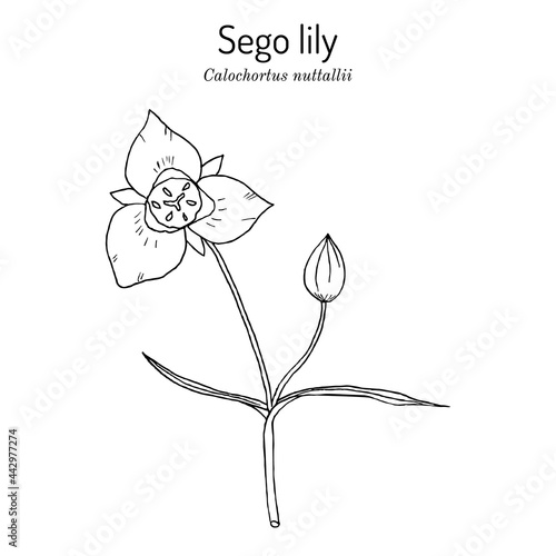 Sego lily calochortus nuttallii , state flower of Utah