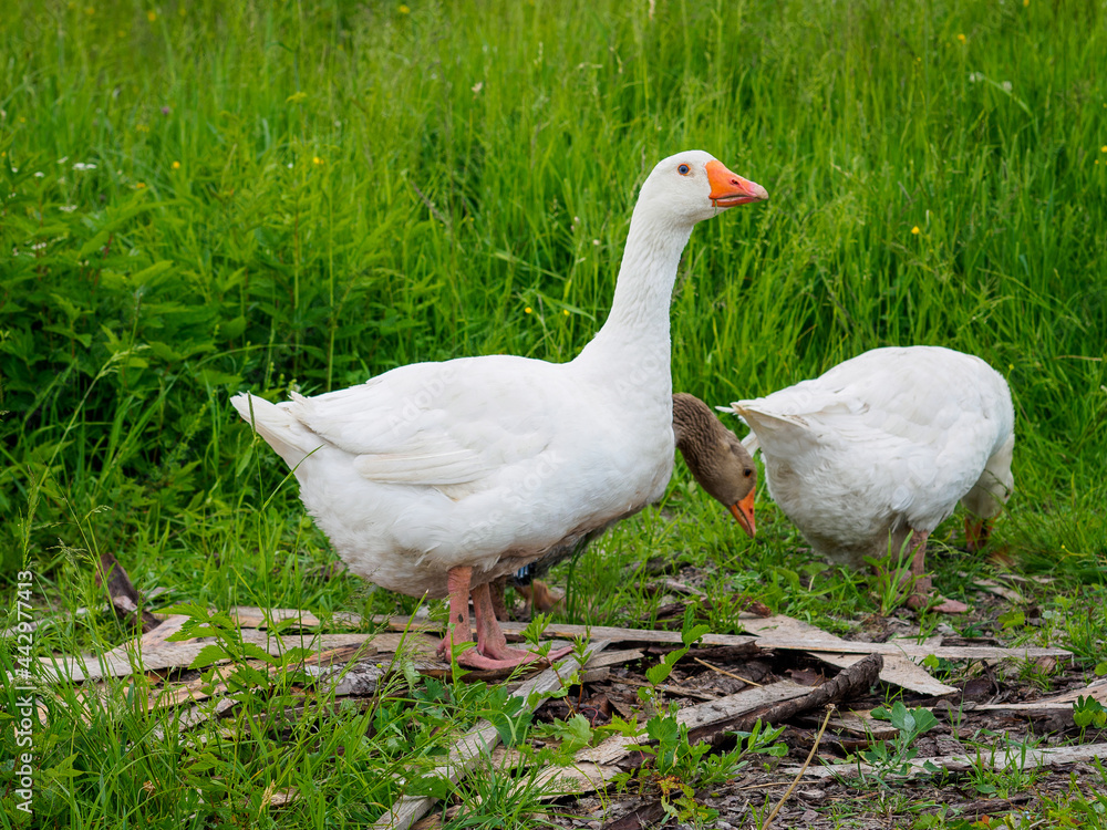 Fototapeta premium Geese on the farm