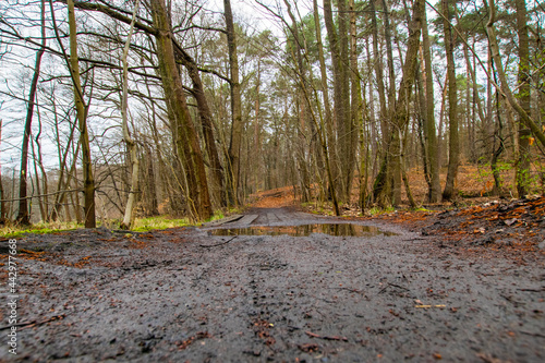 road in autumn forest (Brandenburg, Germany)