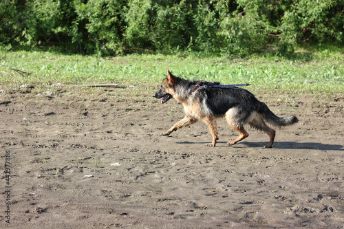 beautiful german shepherd dog runs along the sandy river bank  banner  training  education and care of a purebred dog.