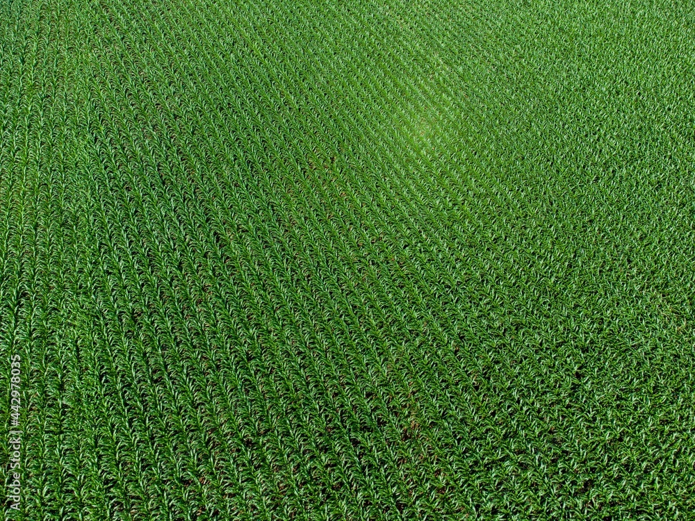 Fototapeta premium Aerial View of Corn Field