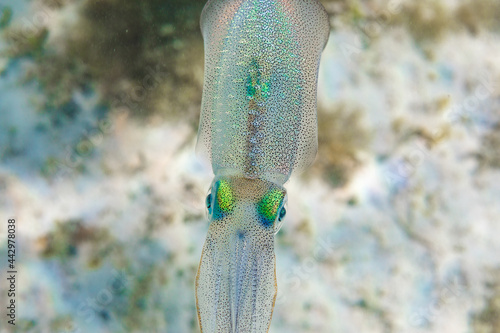 Translucent squid swimming in sea photo