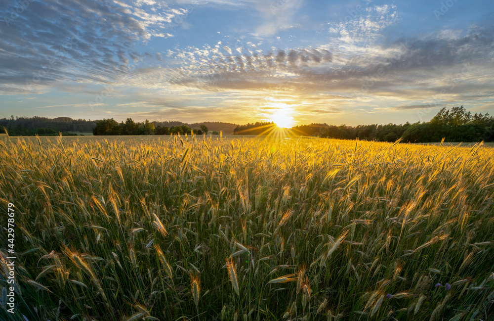 wheat field at sunset