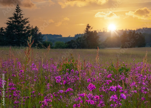 sunset over the flowers