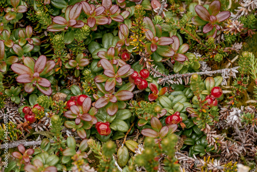 Lingonberry (Vaccinium vitis-idaea) in tundra at Chowiet Island, Semidi Islands, Alaska, USA photo