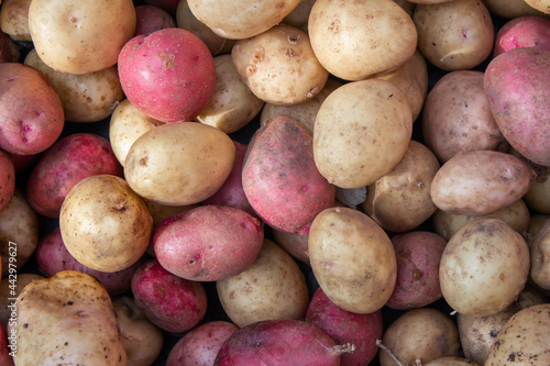 Vegetable background of red and brown potatoes. Fresh potato crop
