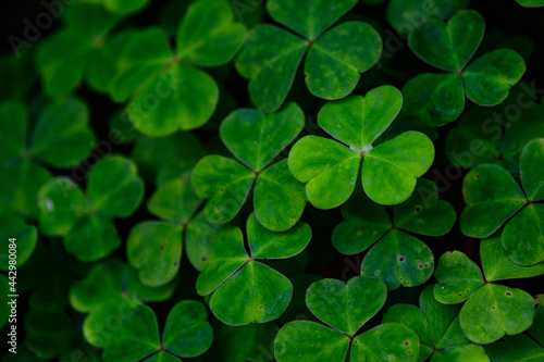 cluster of clovers against black background