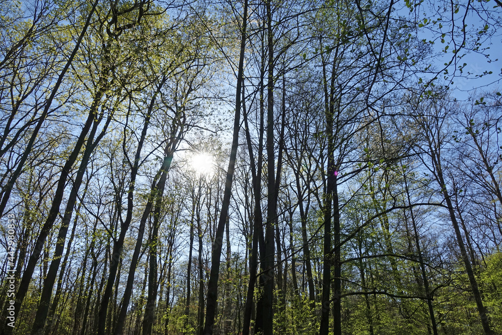 Obraz premium Sonne im Wald