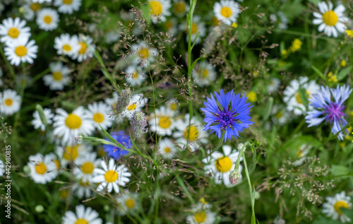 Colourful wild flowers, including chamomile daisies and cornflowers, photographed in a meadow in Gunnersbury, Chiswick, west London, UK. 