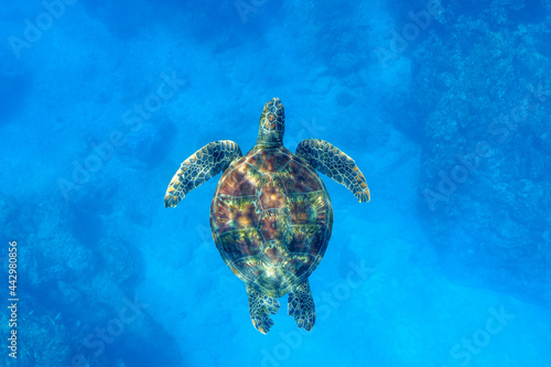 Sea turtle 