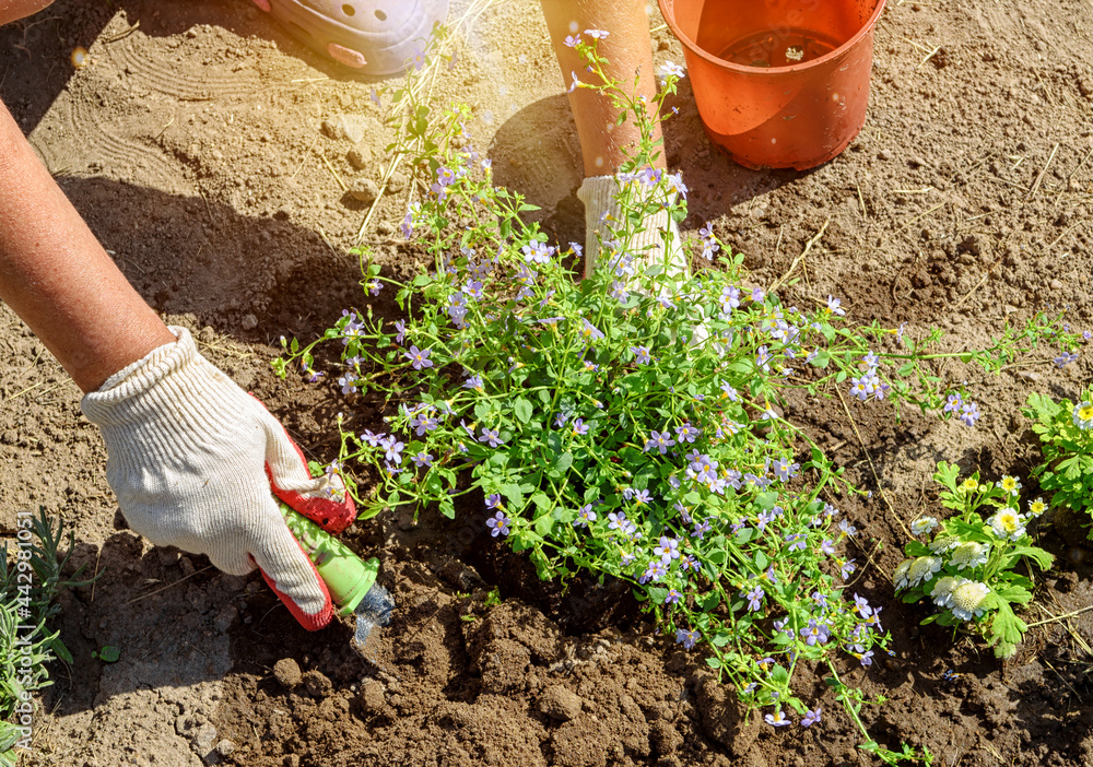 Fototapeta premium Gardener plants seedlings of bakopa flowers. Close-up photo of hands in gloves with selective soft focus.