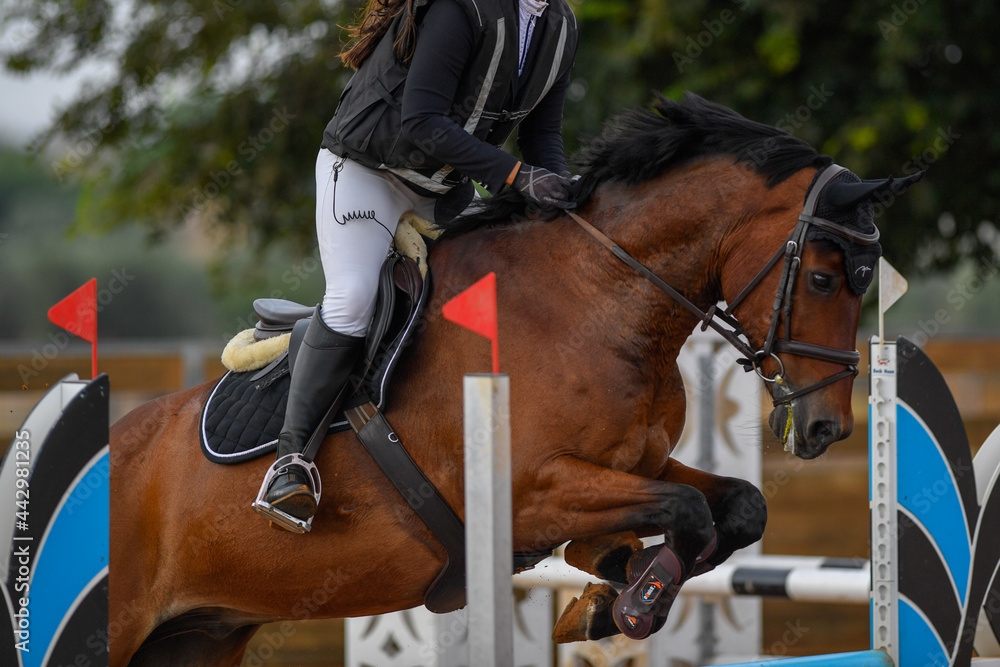Rider on horse jumping over a hurdle during the equestrian event
Rider on horse jumping over a hurdle during the equestrian event