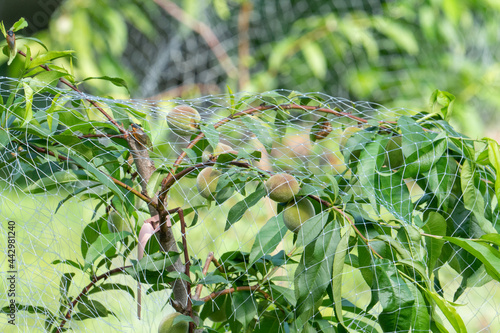 A semi dwarf variety of hardy peach tree is bearing a healthy bunch of summer stone fruit and itchy fuzz on its skin, protected by plastic netting from birds cicadas and other animals like foxes photo