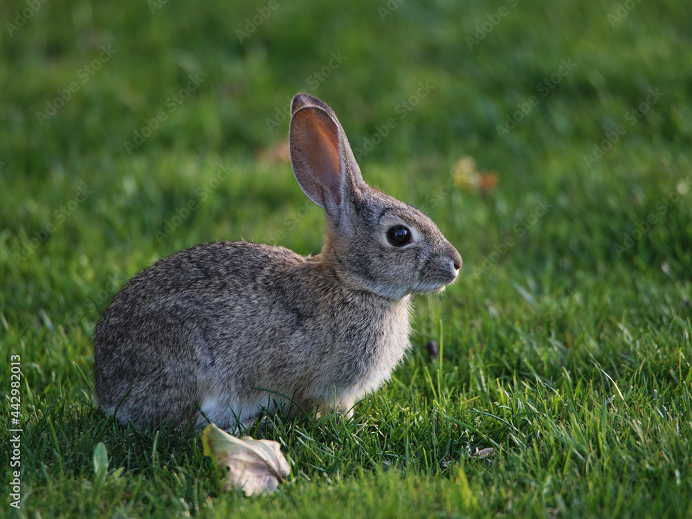 Desert Cottontail at San Joaquin Marsh and Wildlife Sanctuary Desert Cottontail at San Joaquin Marsh and Wildlife Sanctuary